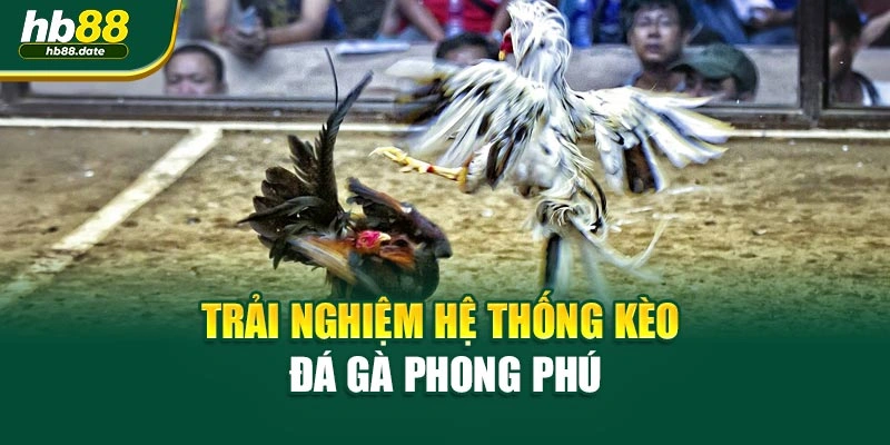 Trải nghiệm hệ thống kèo đá gà phong phú