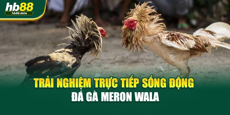 Trải nghiệm trực tiếp sống động đá gà Meron Wala