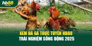 Xem Đá Gà Trực Tuyến HB88 – Trải Nghiệm Sống Động 2025