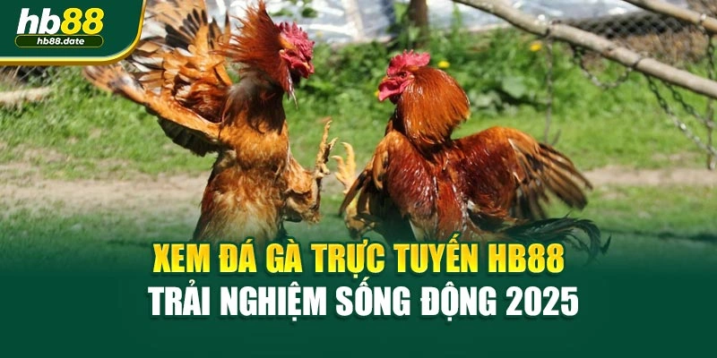 Xem Đá Gà Trực Tuyến HB88 – Trải Nghiệm Sống Động 2025