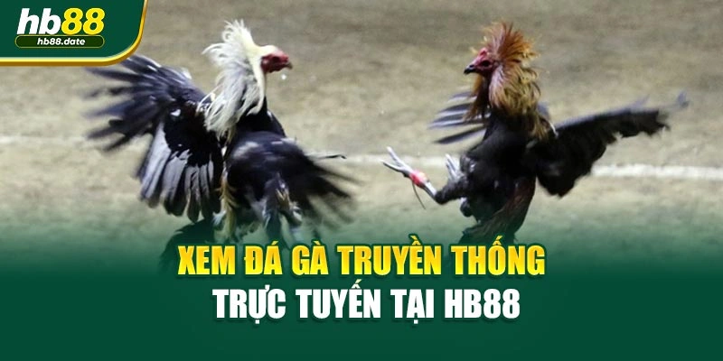 Xem đá gà truyền thống trực tuyến tại HB88